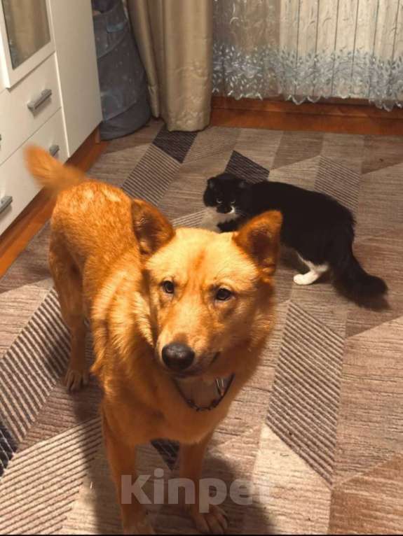 Собаки в Пушкино: АЛЬФИ - солнечный улыбка-пес ищет дом! Мальчик, Бесплатно - фото 2