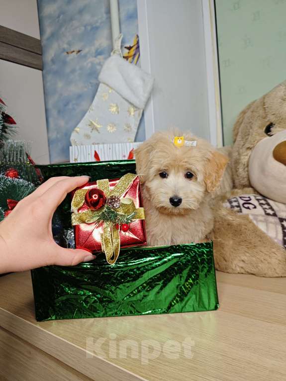 Собаки в Москве: Той пудель mini девочка  Девочка, 85 000 руб. - фото 2