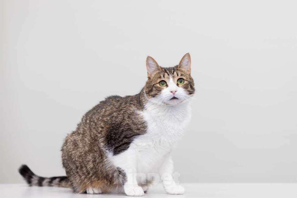 Кошки в Москве: Кот Плутон в добрые руки Мальчик, Бесплатно - фото 6