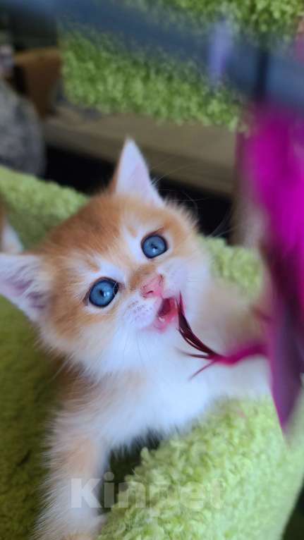 Кошки в Москве: Мальчики 3 шт британская золотая шиншилла  Мальчик, 38 000 руб. - фото 2