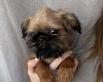 Собаки в Биробиджане: Брюссельский гриффон Мальчик, 40 000 руб. - фото 2