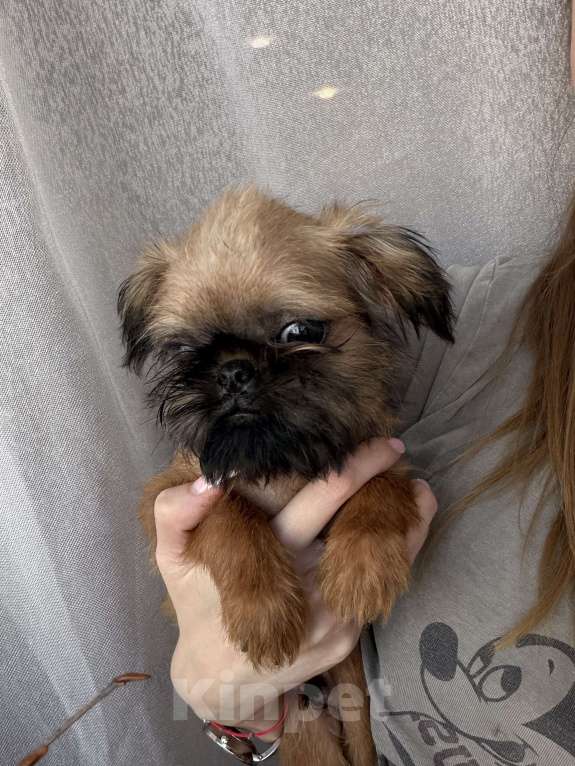 Собаки в Биробиджане: Брюссельский гриффон Мальчик, 40 000 руб. - фото 2