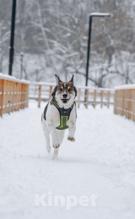 Собаки в других городах Московской области: Сладкий пирожок заждался свою семью Мальчик, Бесплатно - фото 7