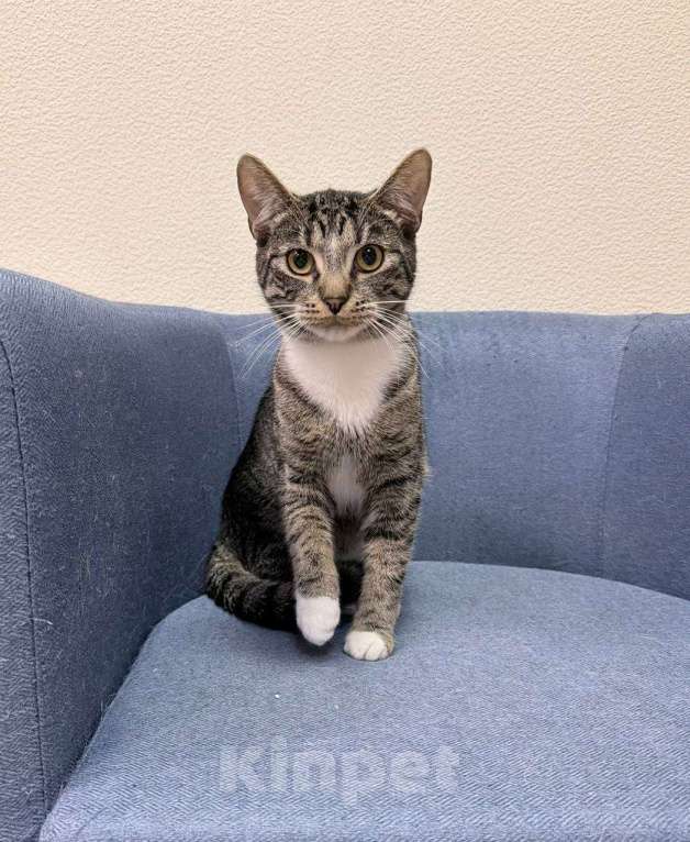 Кошки в Москве: котенок Барс ищет дом Мальчик, Бесплатно - фото 6