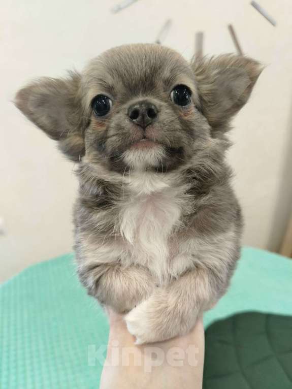 Собаки в других городах Челябинской области: ЧИХУАХУА ЩЕНКИ  Девочка, Бесплатно - фото 1