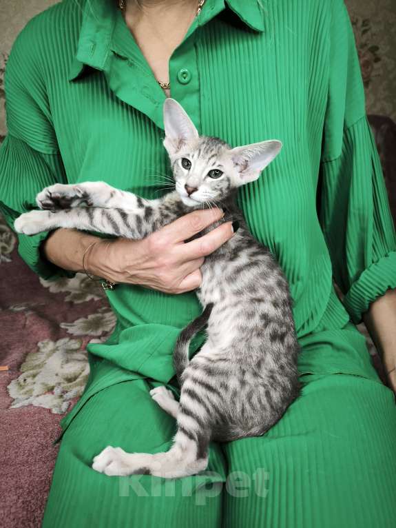 Кошки в Москве: Ориентальные котята Мальчик, 65 000 руб. - фото 2