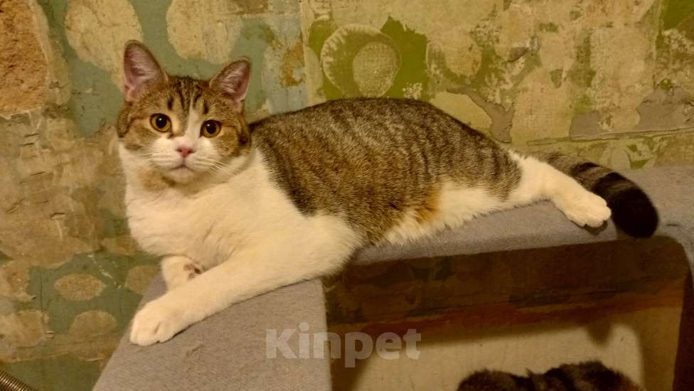 Кошки в Королеве: Пеппе котенок шотландской прямоухой (по папе) Девочка, 5 000 руб. - фото 5