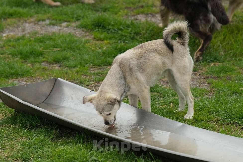 Собаки в Москве: Лилия Девочка, Бесплатно - фото 2