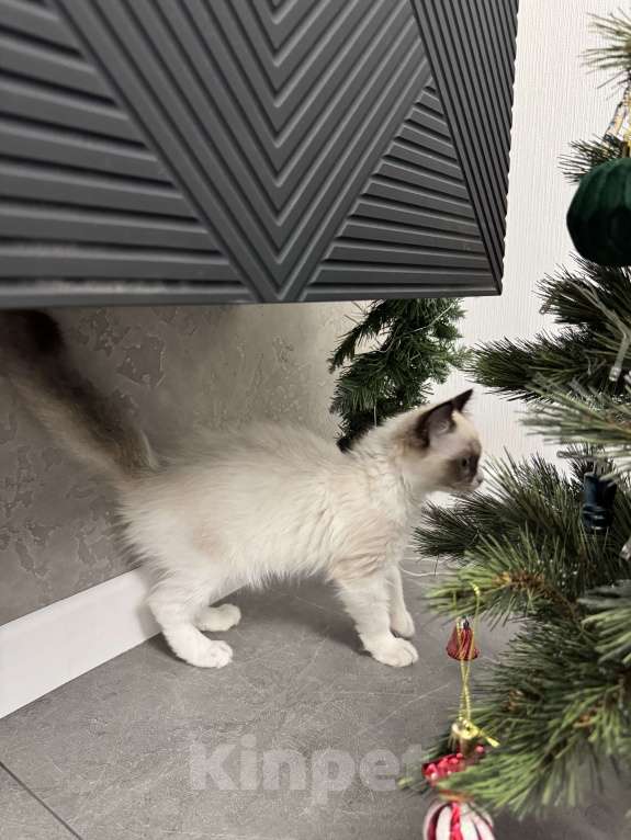 Кошки в Краснодаре: Рэгдолл котенок Девочка, 56 000 руб. - фото 5