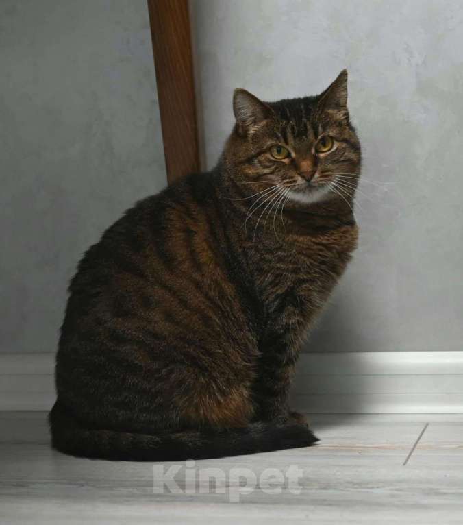 Кошки в Москве: Ева ищет семью  Девочка, Бесплатно - фото 1