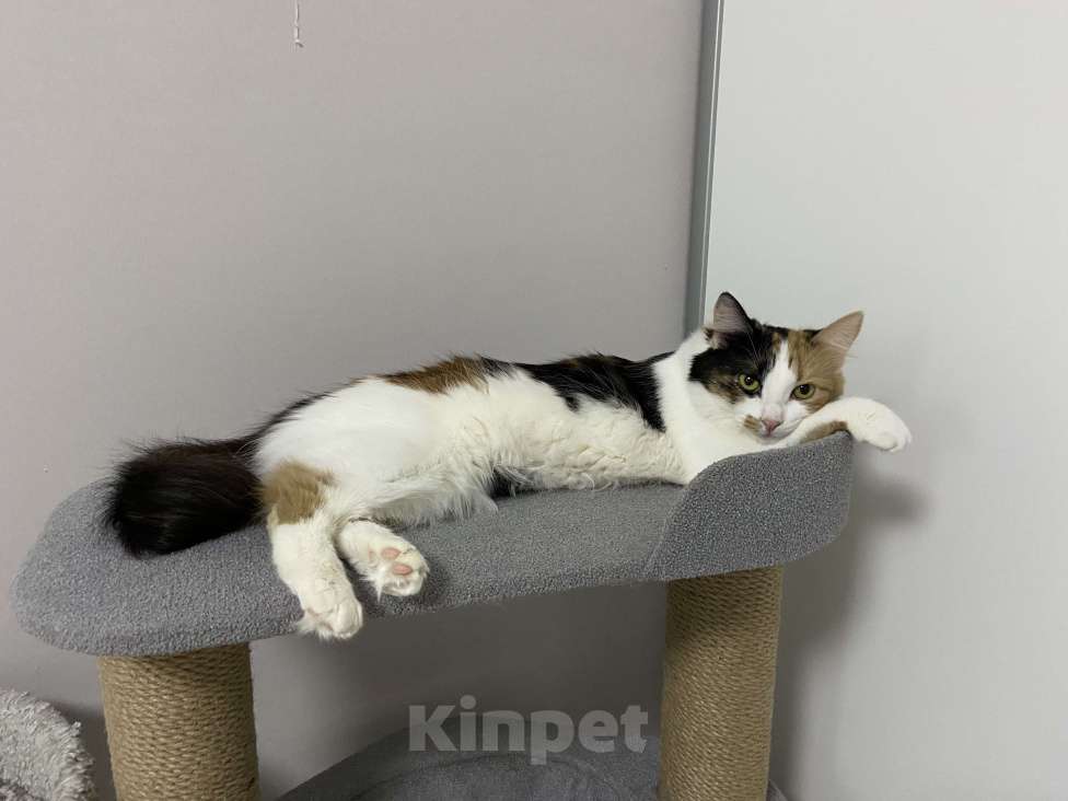 Кошки в Москве: Классная кошечка ищет дом Девочка, Бесплатно - фото 7