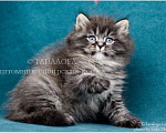 Кошки в Москве: Ксавьер - Сибирский котенок из профессионального питомника Мальчик, Бесплатно - фото 1
