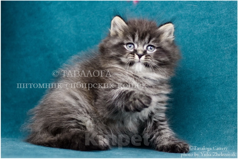 Кошки в Москве: Ксавьер - Сибирский котенок из профессионального питомника Мальчик, Бесплатно - фото 1
