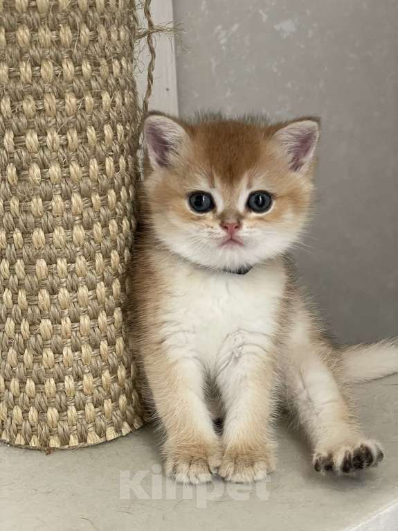 Кошки в Москве: Золотая шиншила Девочка, 35 000 руб. - фото 7