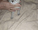 Кошки в Пензе: сиамская кошка Мальчик, Бесплатно - фото 2