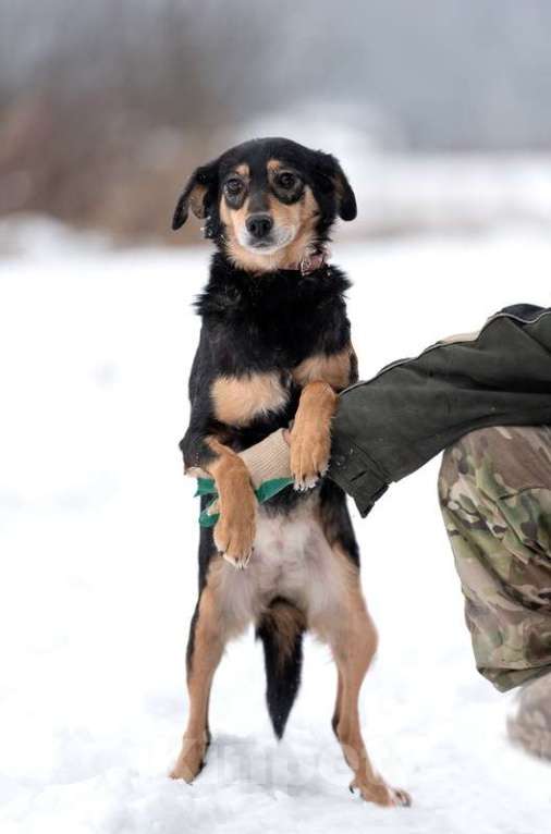 Собаки в Москве: Маленькая ласковая собачка Амалия в добрые руки Девочка, Бесплатно - фото 3