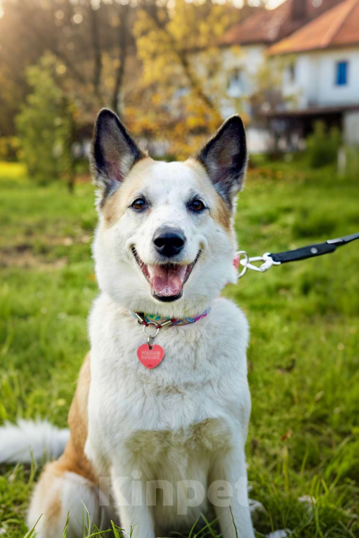 Собаки в Москве: Веселая Берта ищет дом Девочка, Бесплатно - фото 9