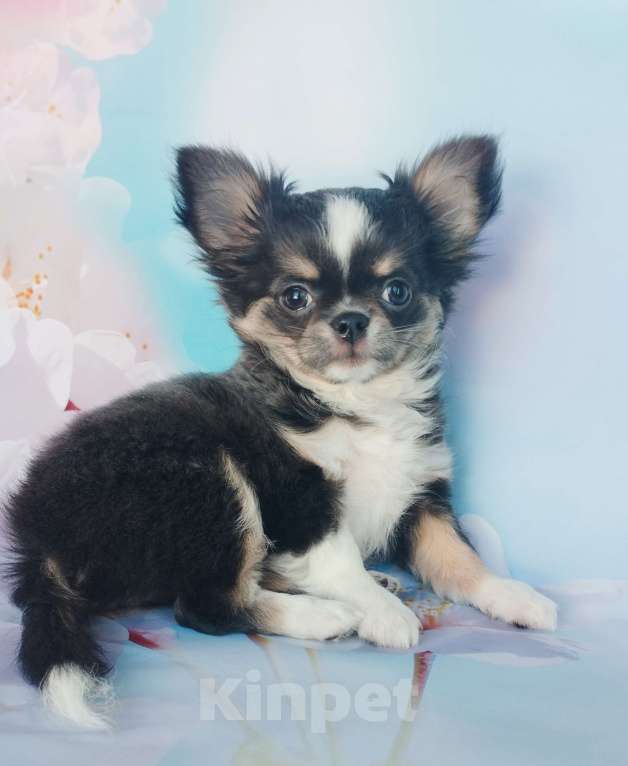 Собаки в Ногинске: Голубо- подпалая девочка Девочка, 55 000 руб. - фото 2