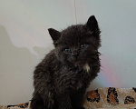 Кошки в Липецке: Отдаю котят в добрые руки Разнополые, Бесплатно - фото 4