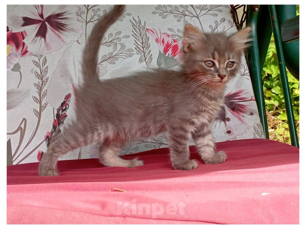 Кошки в Москве: Котенок Зайка ищет дом Девочка, Бесплатно - фото 1