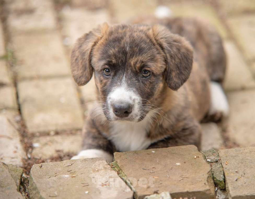 Собаки в других городах Московской области: вельш корги Девочка, Бесплатно - фото 4