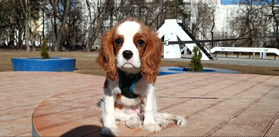 Собаки в Москве: Девочка Кавалер Кинг Чарльз спаниель Девочка, 100 000 руб. - фото 4