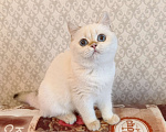 Кошки в Санкт-Петербурге: Золотые британские котята Девочка, 18 000 руб. - фото 7