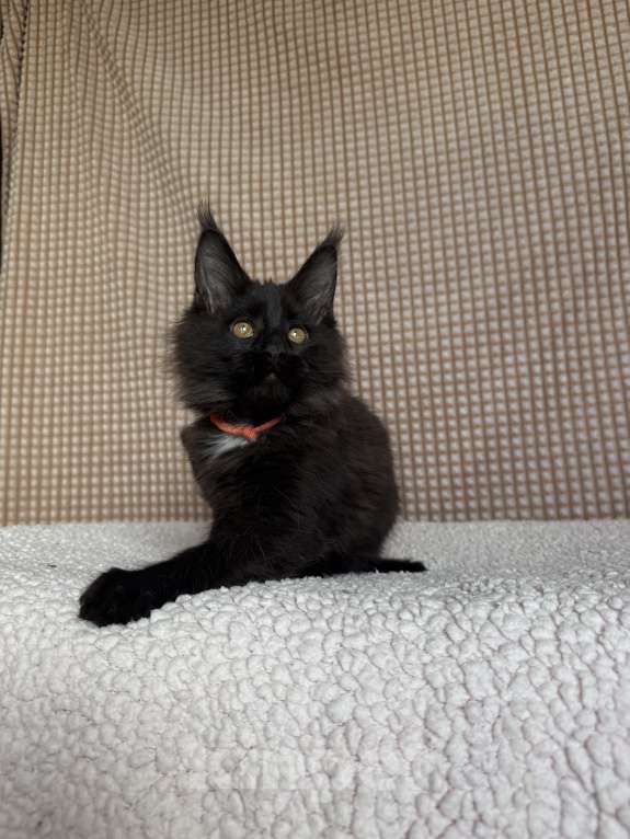 Кошки в Москве: Мейн-кун мальчик Мальчик, 40 000 руб. - фото 2