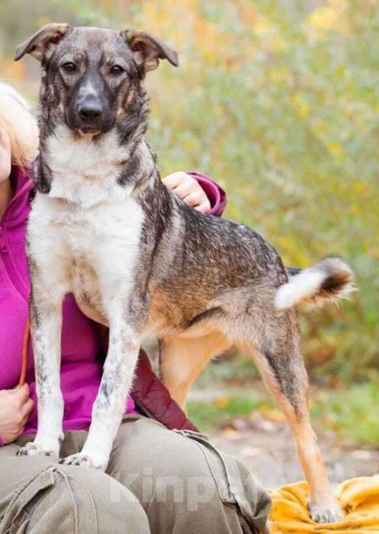 Собаки в Москве: Эльза Девочка, Бесплатно - фото 2