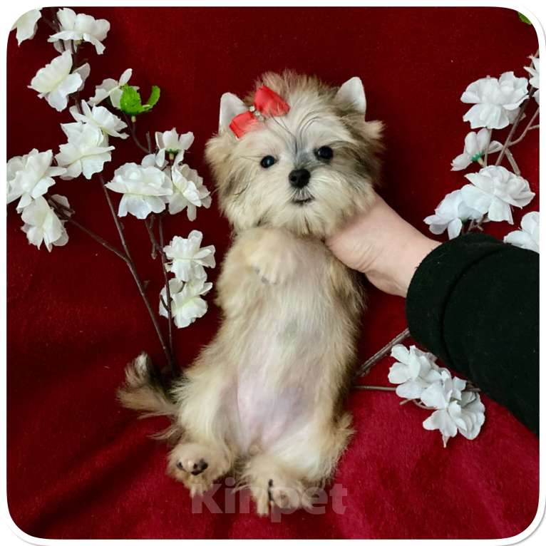 Собаки в Москве: Мини йорк золотая девочка бэби фейс Девочка, 80 000 руб. - фото 4