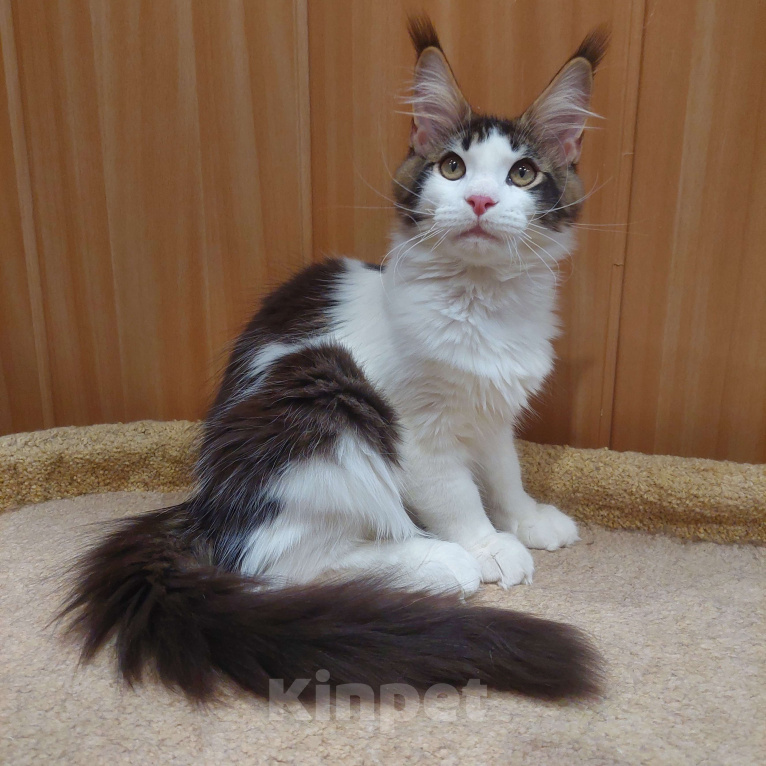 Кошки в Озерске: Кайзер Озбург Мальчик, 45 000 руб. - фото 3