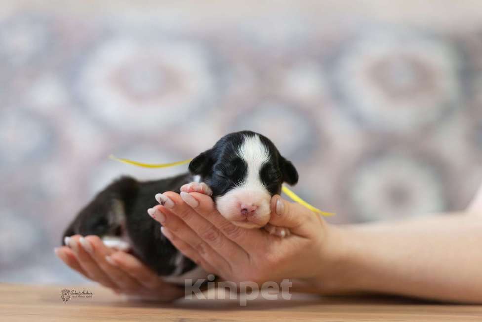 Собаки в Москве: Австралийская овчарка, щенок аусси Мальчик, Бесплатно - фото 3