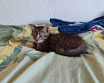 Кошки в Черкесске: Котята 1.5 месяца Мальчик, Бесплатно - фото 2