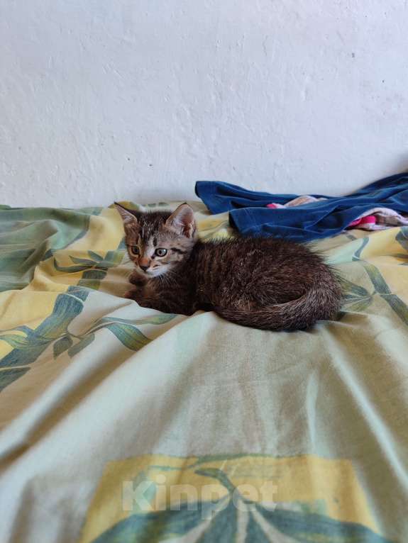 Кошки в Черкесске: Котята 1.5 месяца Мальчик, Бесплатно - фото 2