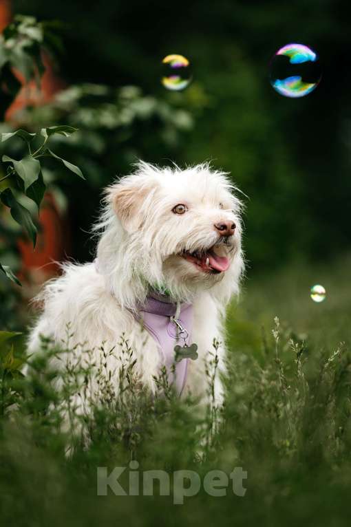 Собаки в Москве: Очаровательный белый пёсик Банди в дар Мальчик, 1 руб. - фото 6