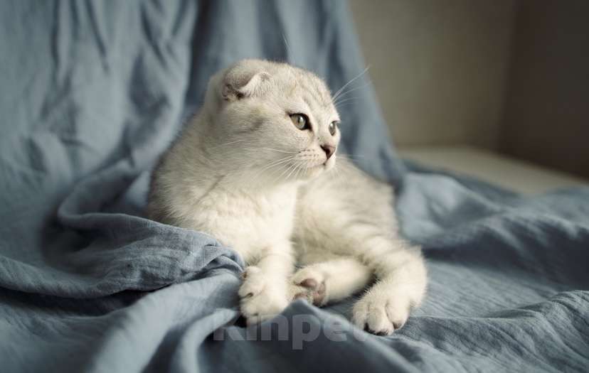 Кошки в Москве: Шотландский вислоухий котенок Мальчик, 17 000 руб. - фото 4