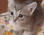 Кошки в Ижевске: Котята в добрые руки Мальчик, 10 руб. - фото 3