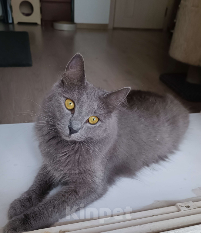 Кошки в других городах Московской области: Кошка Стефания в добрые руки Девочка, Бесплатно - фото 8