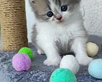 Кошки в Тюмени: Шотландские прямоухие Девочка, 15 000 руб. - фото 5