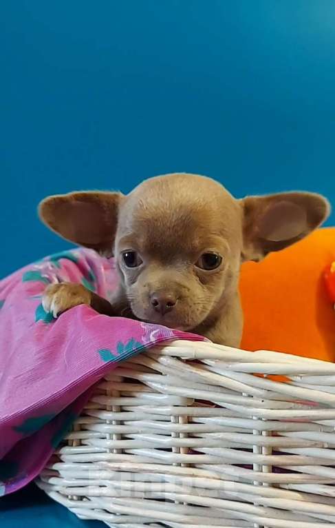 Собаки в Новосибирске: Девочка Чихуахуа Девочка, Бесплатно - фото 1