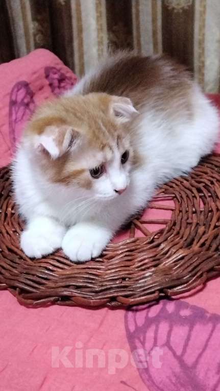 Кошки в Санкт-Петербурге: Британская вислоухая Девочка, 7 000 руб. - фото 2