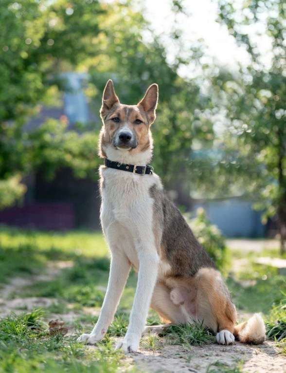Собаки в Москве: Айк. Трусливый заяц в поисках дома Мальчик, Бесплатно - фото 3