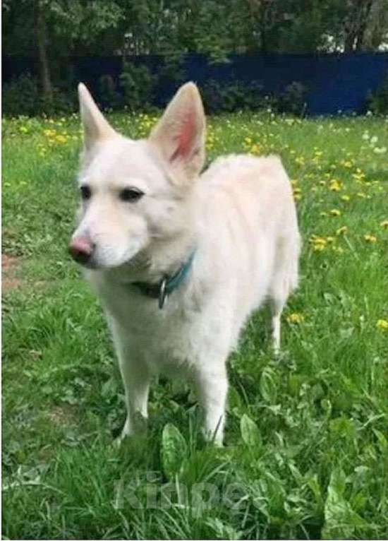 Собаки в Москве: В добрые руки Чиффа, собака, о которой мечтают, но редко находят Девочка, 10 руб. - фото 1