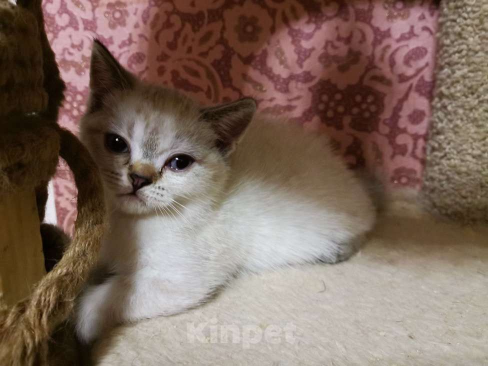 Кошки в Москве: Британские котята  Девочка, 10 000 руб. - фото 2