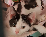 Кошки в Жуковском: Котенок девочка с мусорки Девочка, Бесплатно - фото 2