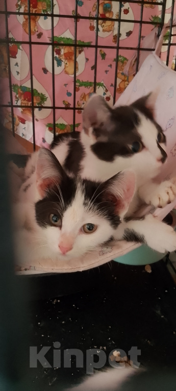 Кошки в Жуковском: Котенок девочка с мусорки Девочка, Бесплатно - фото 2