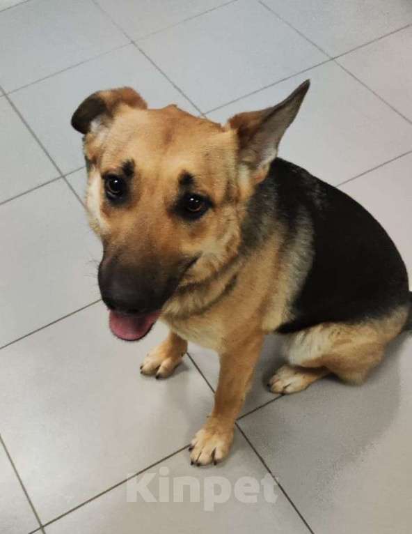 Собаки в Москве: Собаку выпустят туда, где других застрелили Девочка, Бесплатно - фото 2