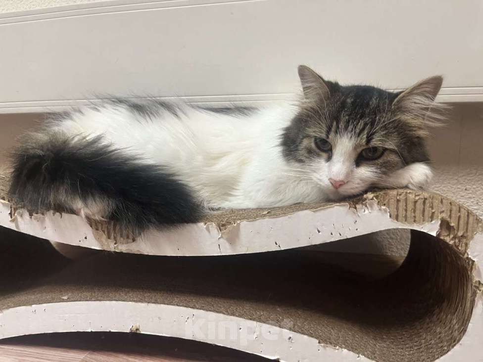 Кошки в Москве: Ласковая кошечка в добрые руки Девочка, Бесплатно - фото 2