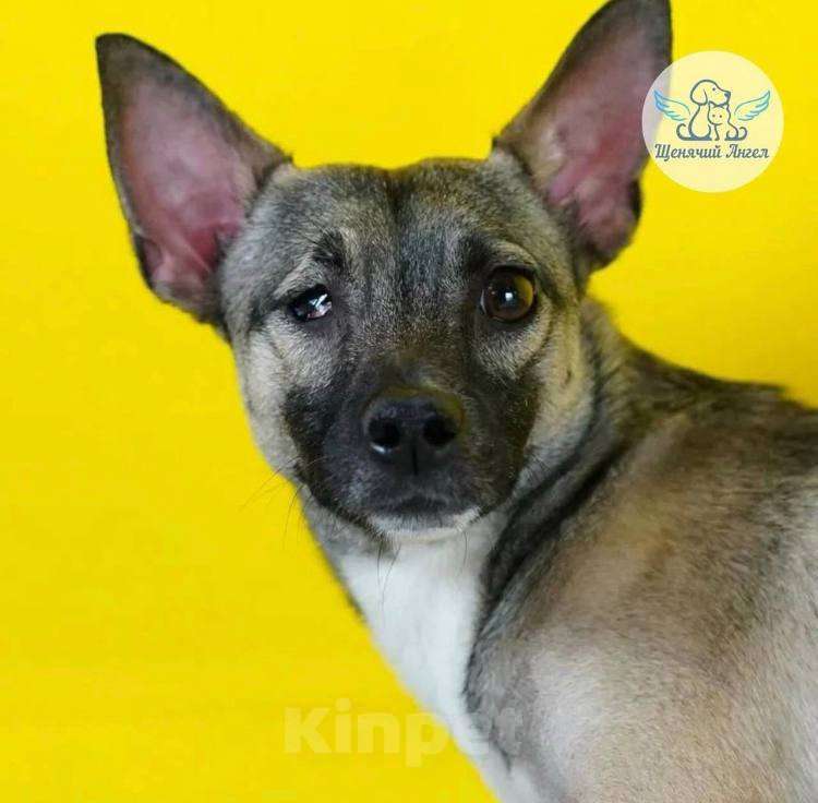 Собаки в Москве: Миниатюрный Тай из приюта ищет дом Мальчик, Бесплатно - фото 3