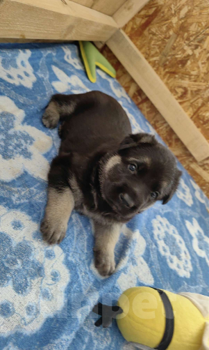 Собаки в Балашихе: Щенки ВЕО Девочка, 40 000 руб. - фото 6